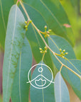 Florihana Essential Oils - Eucalyptus Lemon