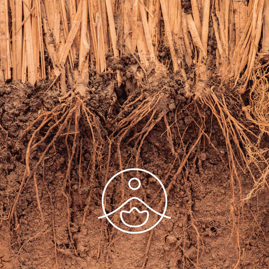 Florihana Essential Oils - Vetiver