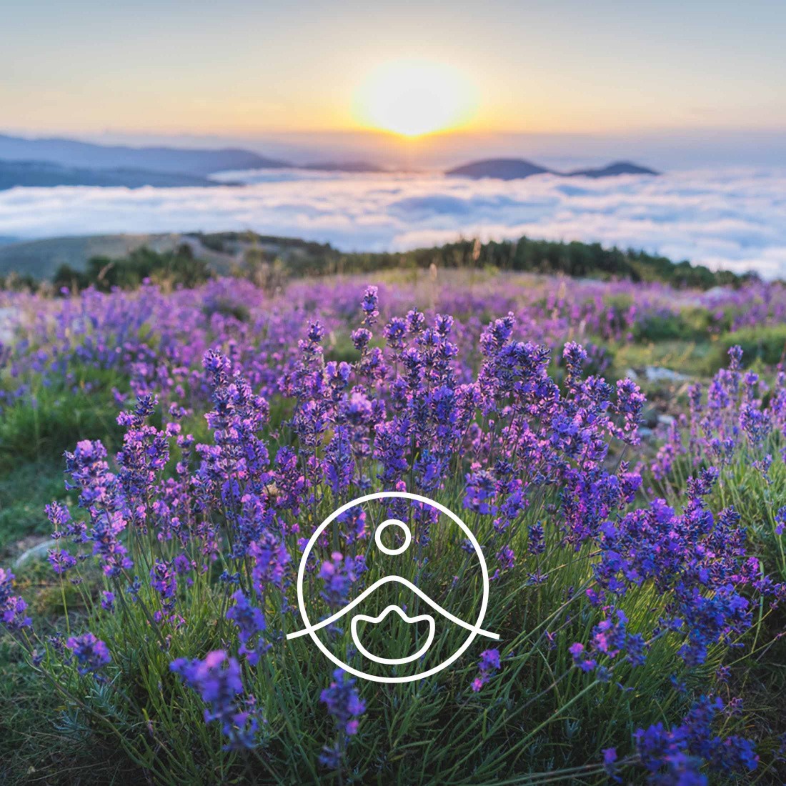 Florihana Essential Oils - Wild Lavender Vera