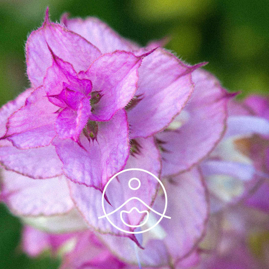 Florihana Essential Oils - Clary Sage