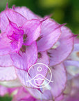 Florihana Essential Oils - Clary Sage