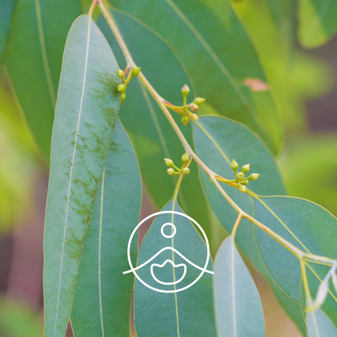 Florihana Essential Oils - Eucalyptus Lemon