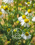 Florihana Essential Oils - German Chamomile