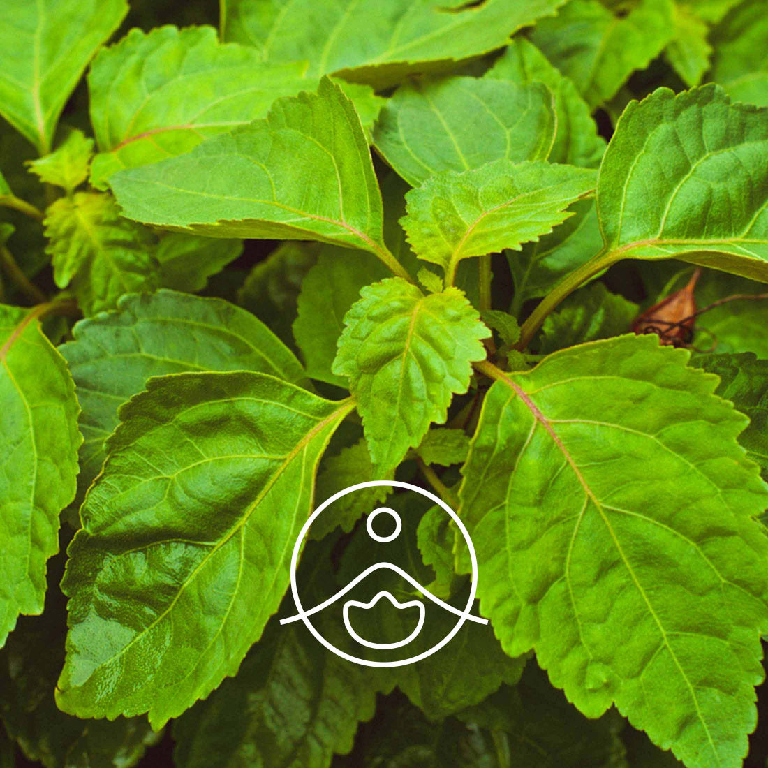 Florihana Essential Oils - Patchouli