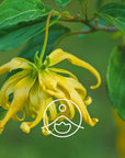 Florihana Essential Oils - Ylang Ylang Extra