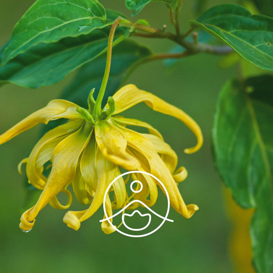 Florihana Essential Oils - Ylang Ylang Extra