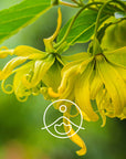 Florihana Essential Oils - Ylang Ylang Complete