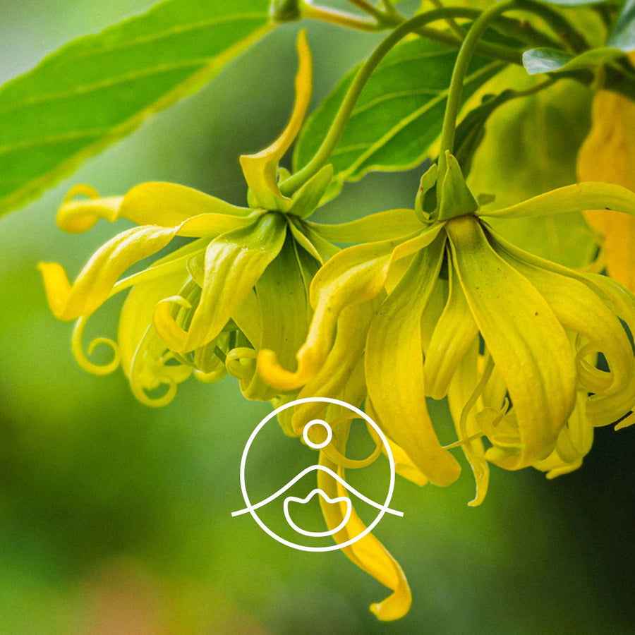 Florihana Essential Oils - Ylang Ylang Complete